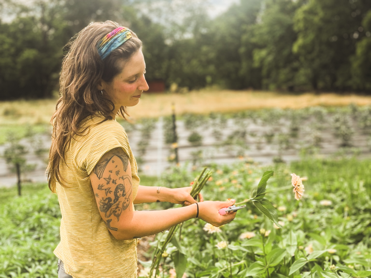 Cutting flowers in the field