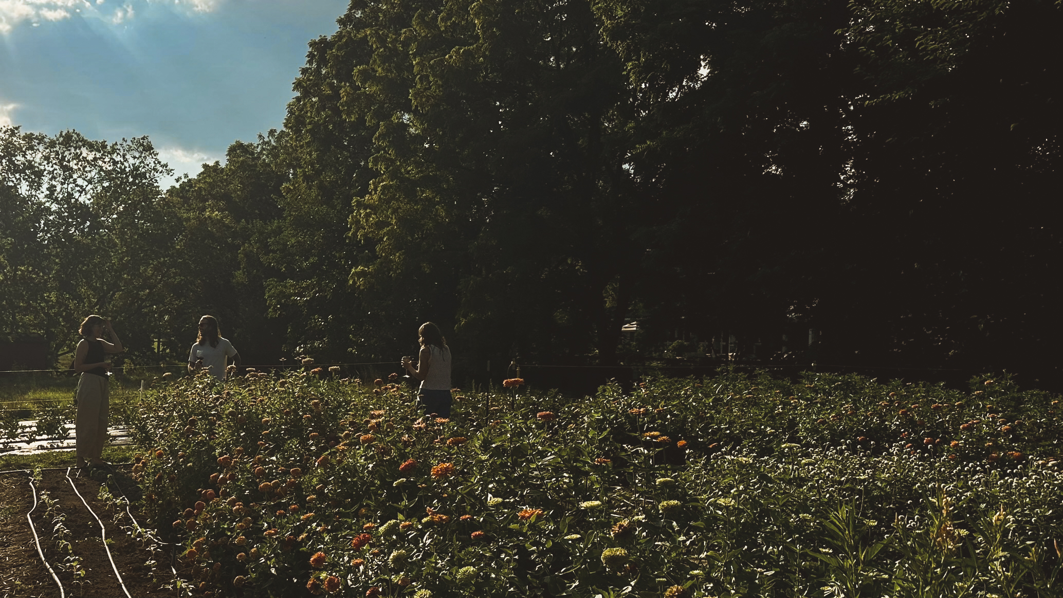 Wide field shot at golden hour