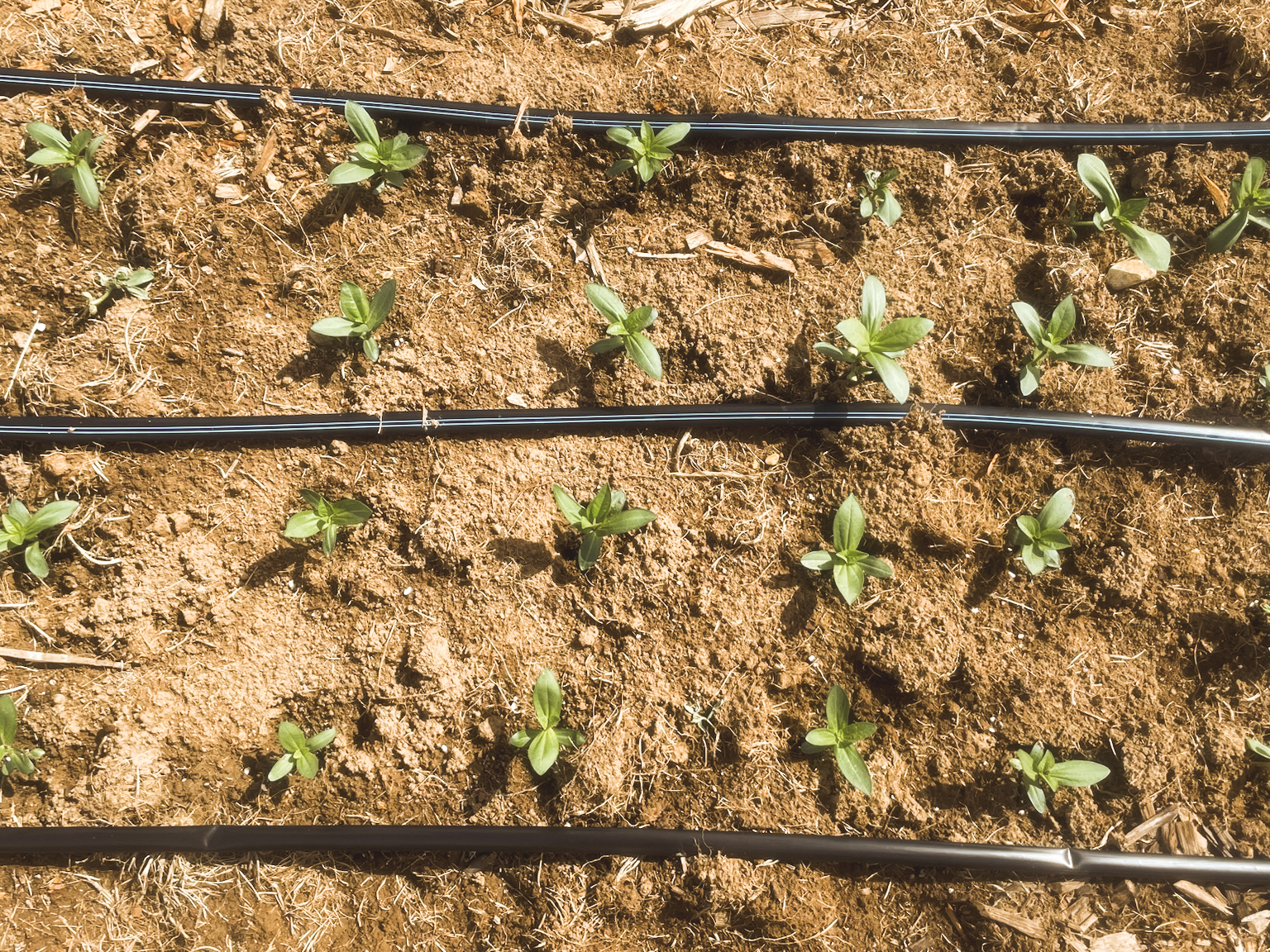 Seedling rows detail
