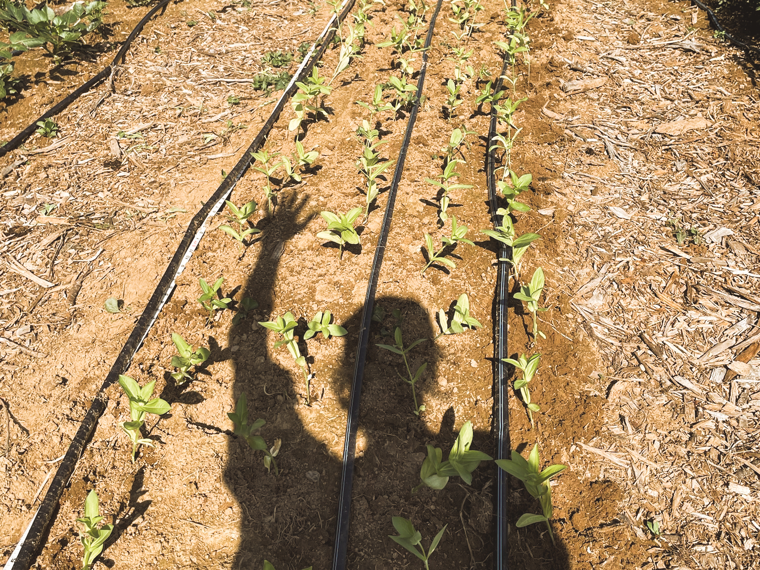 Seedling rows with shadow